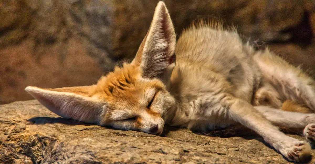 Dessert Fox - one of the wild animals in the UAE