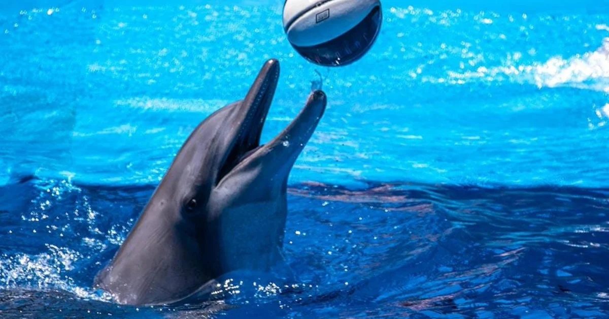 Dolphin playing with a ball in Dubai Dolphinarium