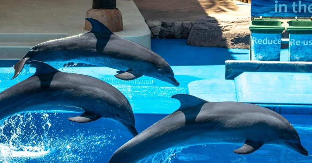 Dolphin show in Dubai Dolphinarium