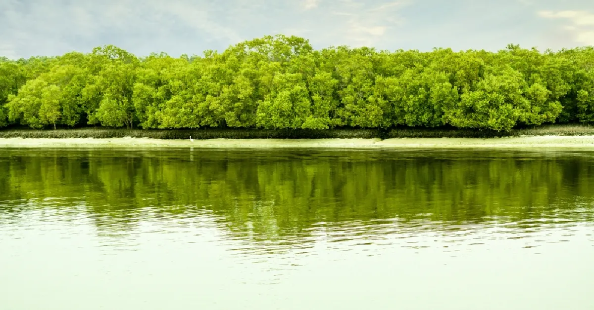 Mangrove National Park 