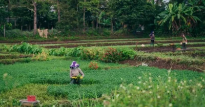 Rural farm with greenery in Abu Dhabi
