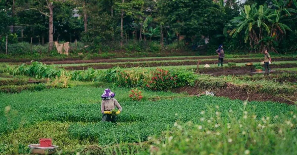 Rural farm with greenery in Abu Dhabi