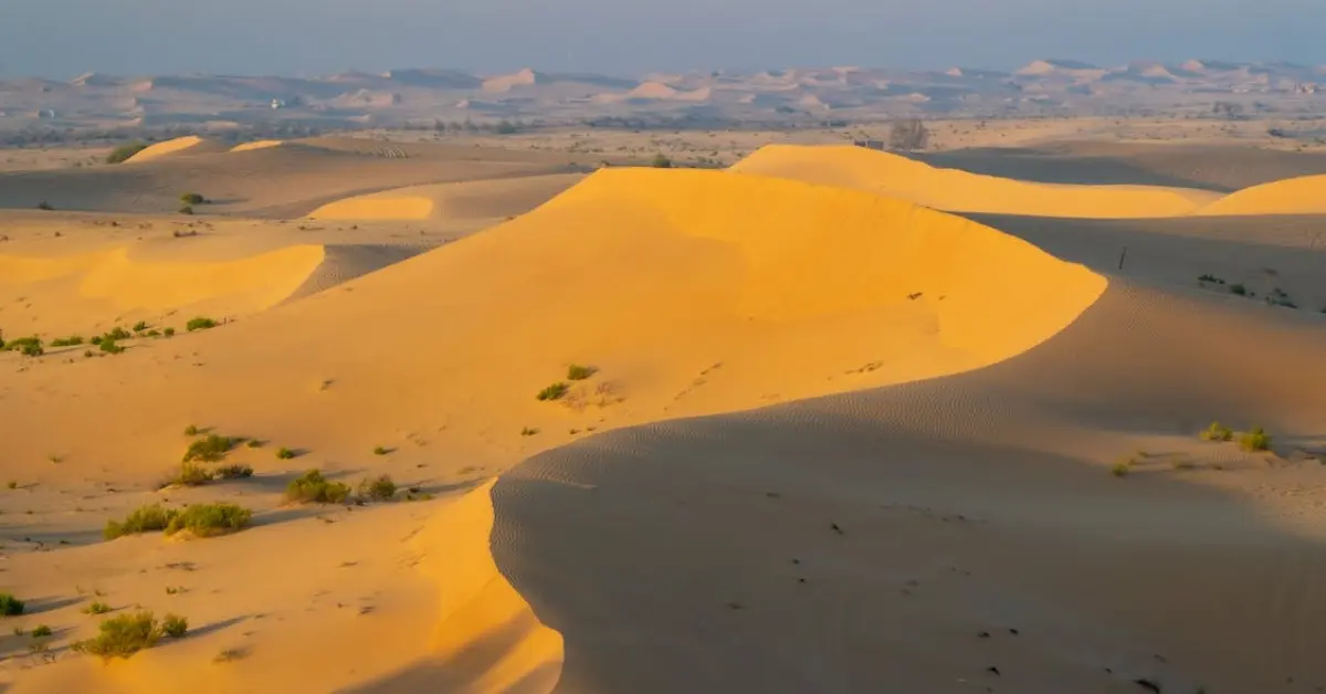 UAE dessert, wild life habitat