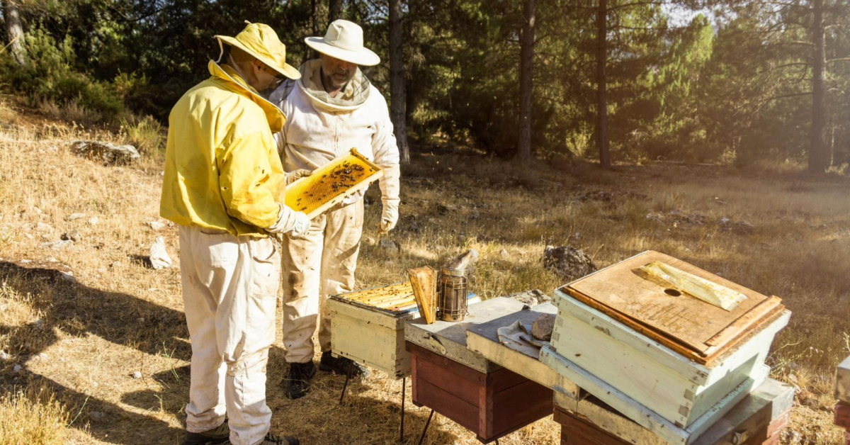 Two beekeepers examining the filter sheet