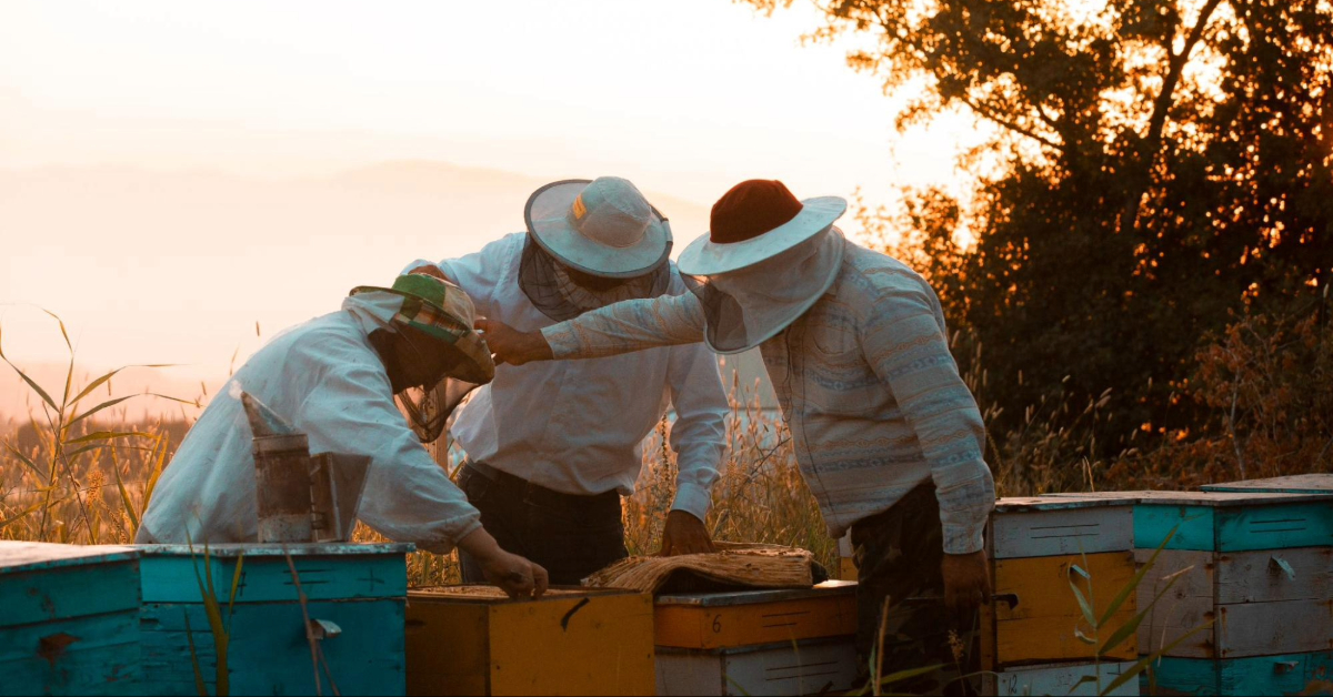 Three beekeepers on site