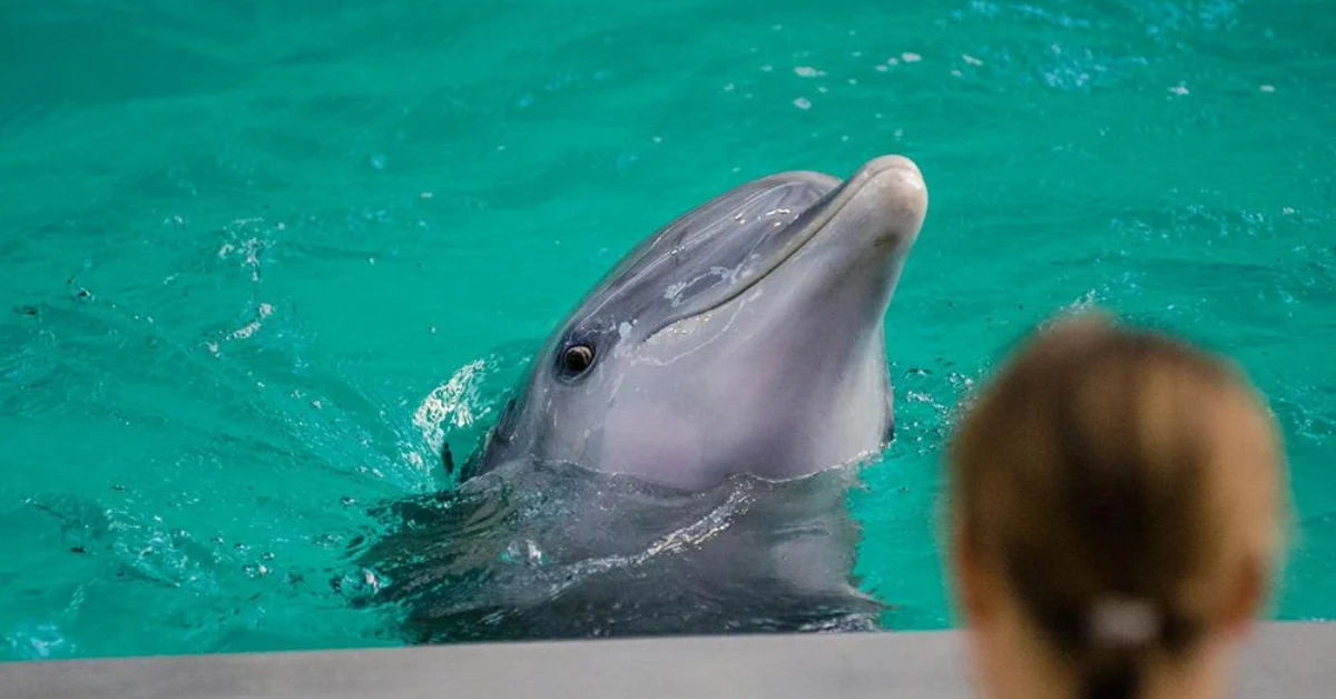 girl watching a dolphin show in UAE