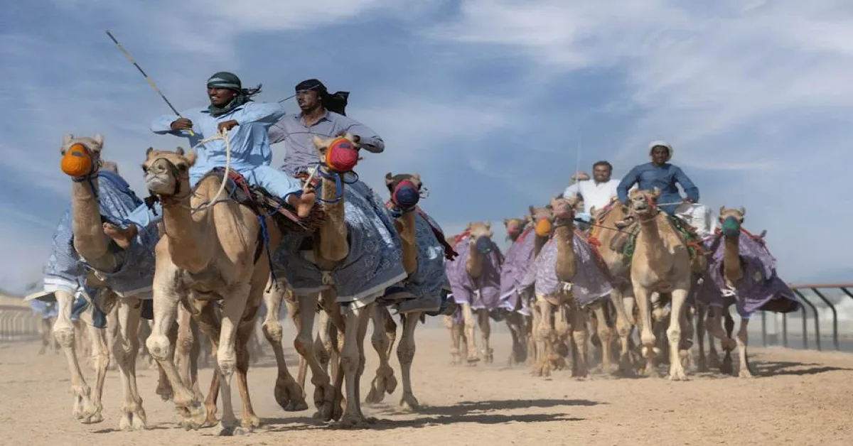 Camel racing in Dubai
