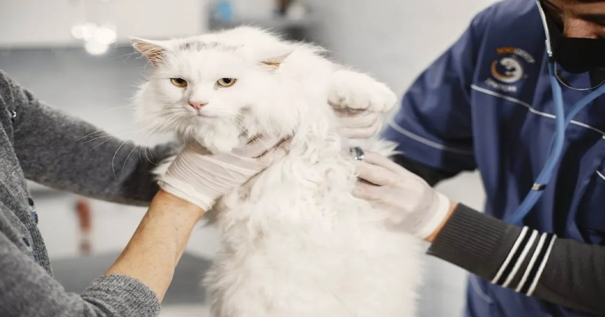 A cat in Dubai in the process of being microchipped at a vet
