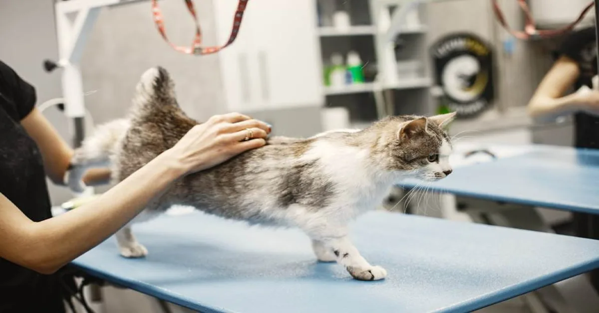 A cat being checked up before pet registration in Dubai