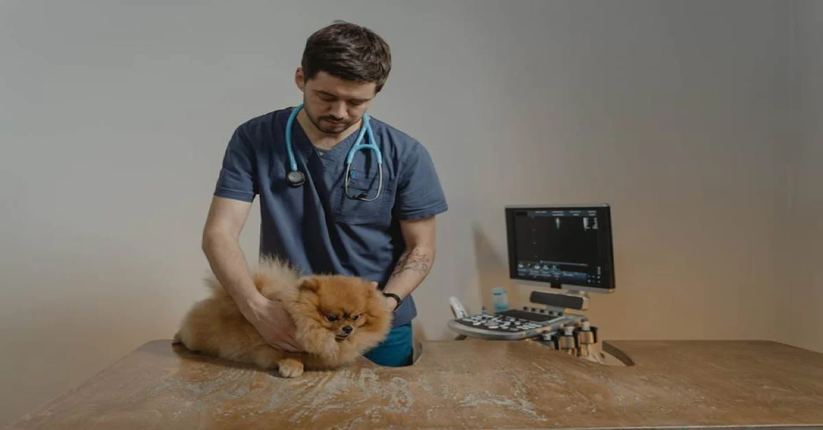 A vet putting on a pet ID tag in Dubai