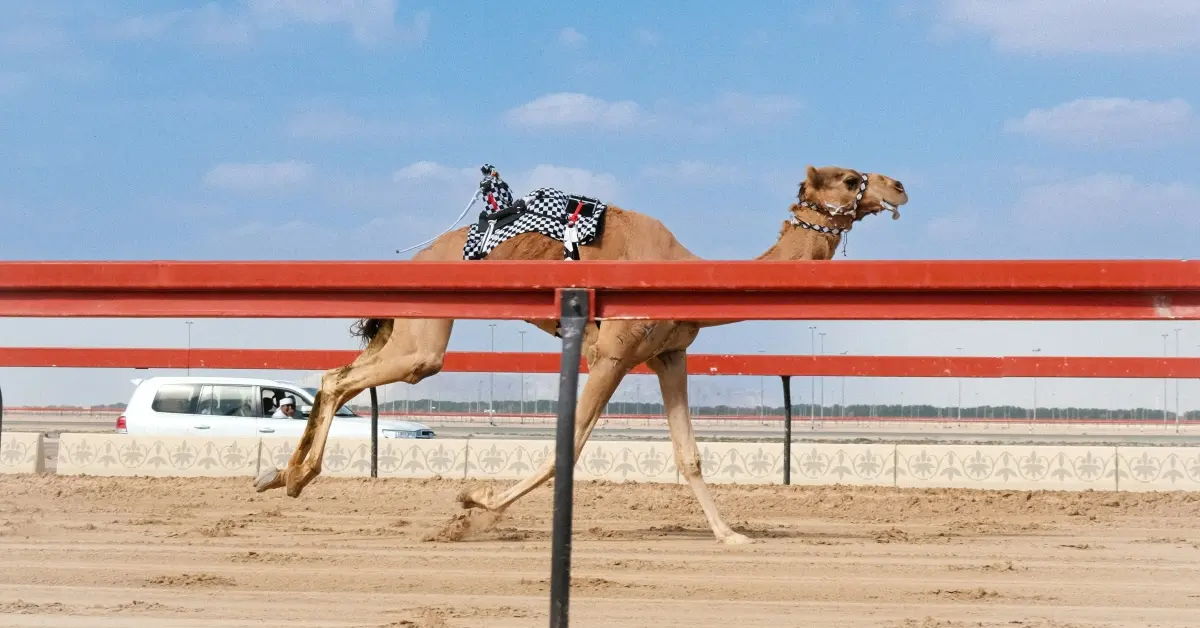 A camel on the race track