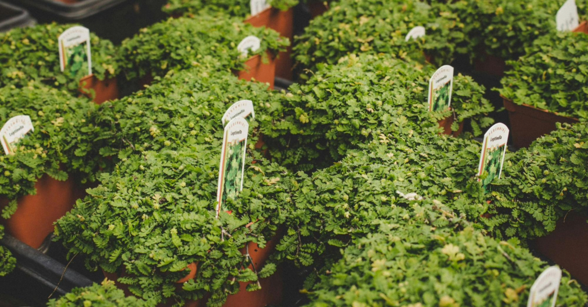 A collection of plants in a pot