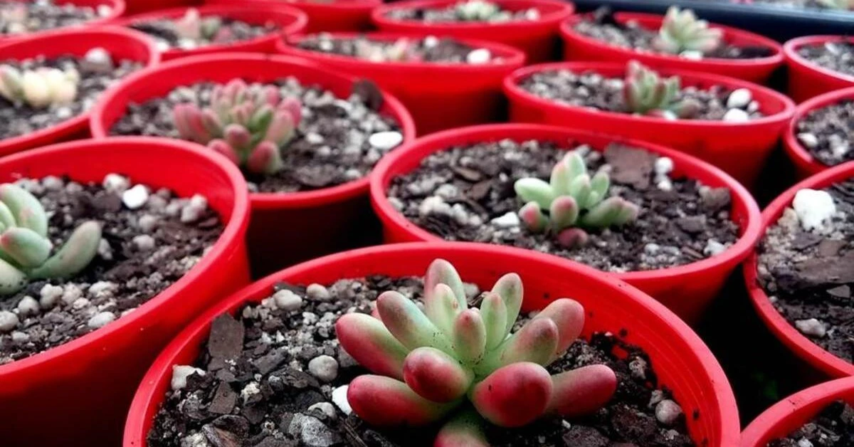 A variety of succulents in an Ajman plant nursery