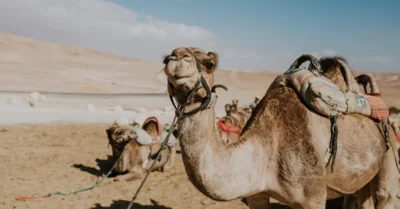 Camels on the desert sand