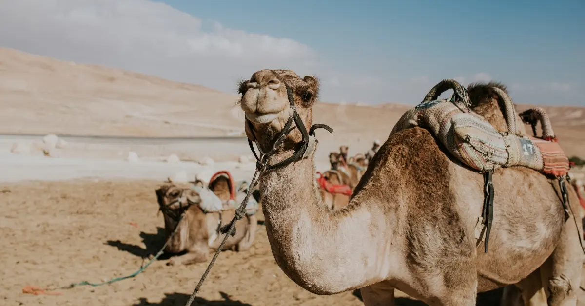 Camels on the desert sand