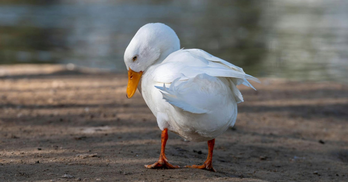 Duck with a bright orange beak standing on a sandy bank at the edge of a pond