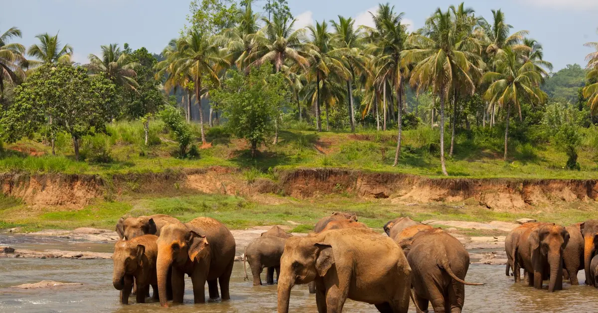 Elephants in Sri Lanka
