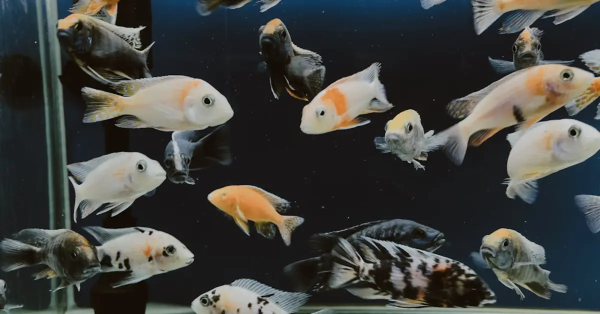 Fish Swimming in a Fish Tank