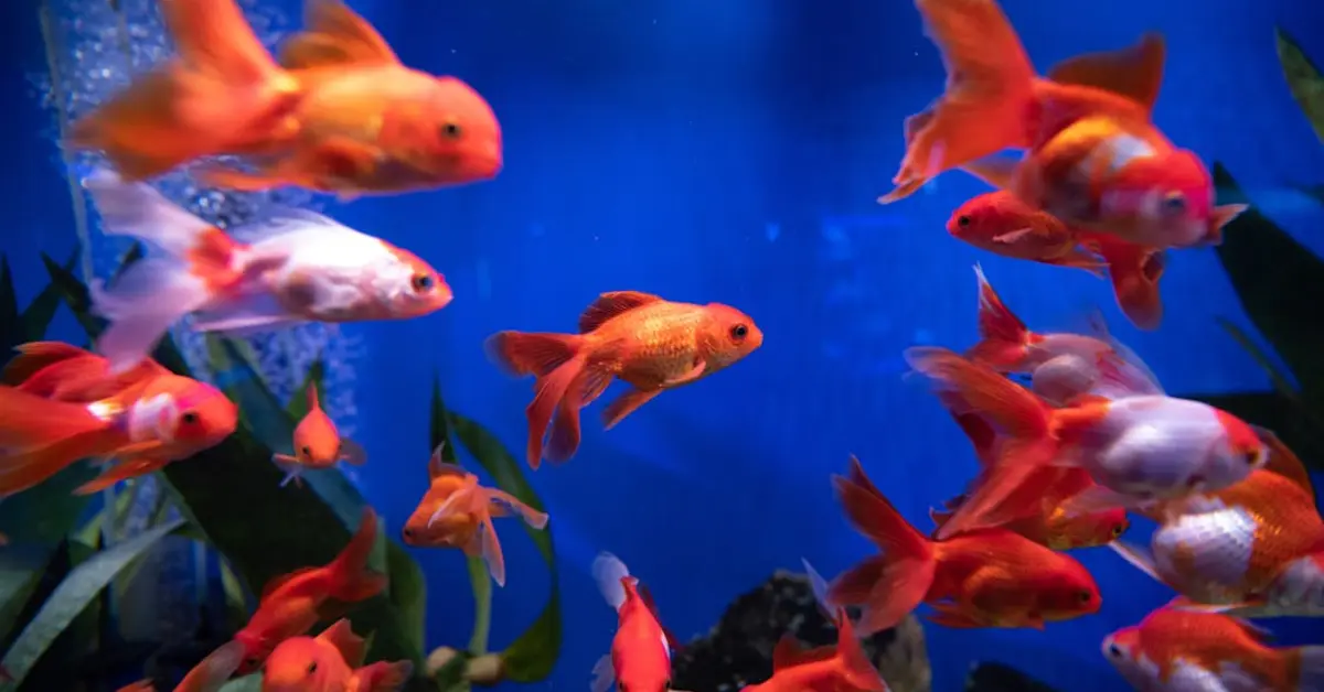 Close Up Shot of Goldfishes