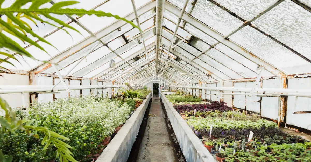 Greenhouse nursery