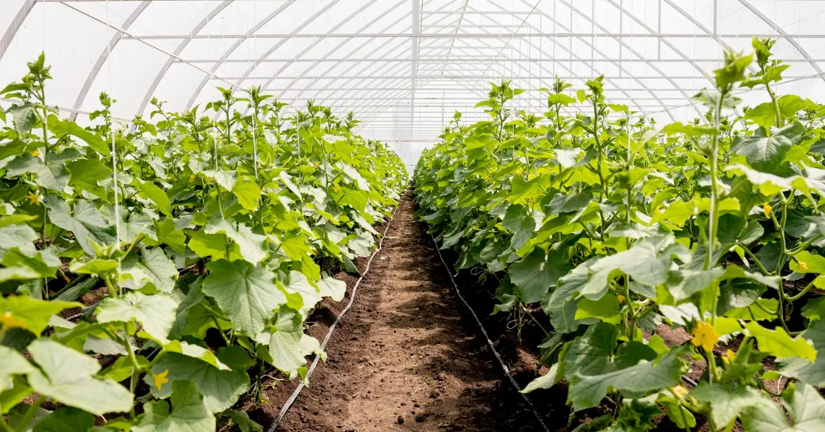 Long shot of greenhouse plant rows