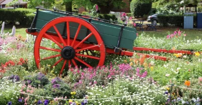 مهرجان العين للزهور