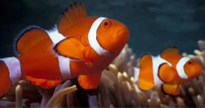 Ocellaris clownfishes among coral reefs