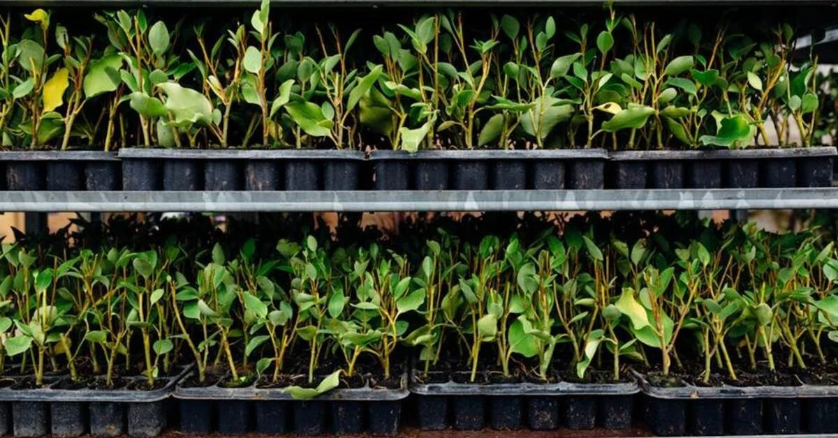 Plants displayed on a shelf in an Ajman plant nursery