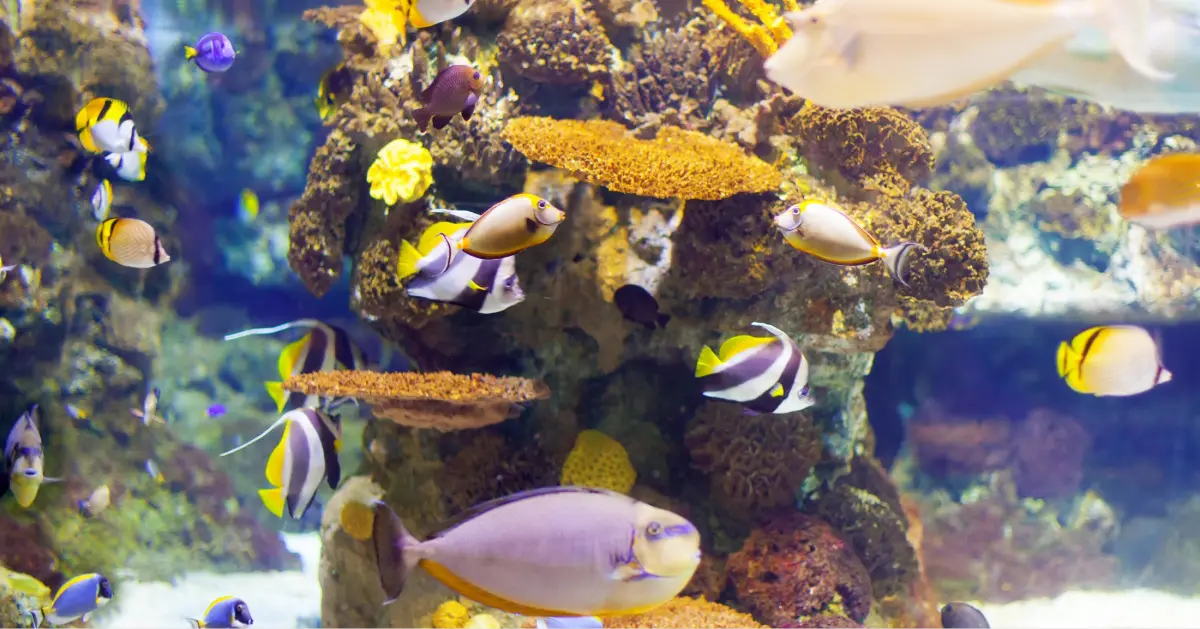 Tropical fishes at coral reef area