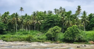 Tropical river with lush palm trees in Sri Lanka