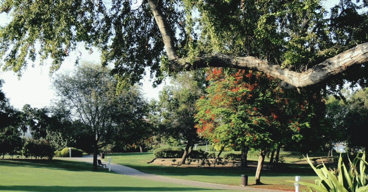 A beautiful green park in the daylight
