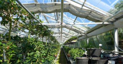An enclosed plan nursery in Ras Al Khaimah