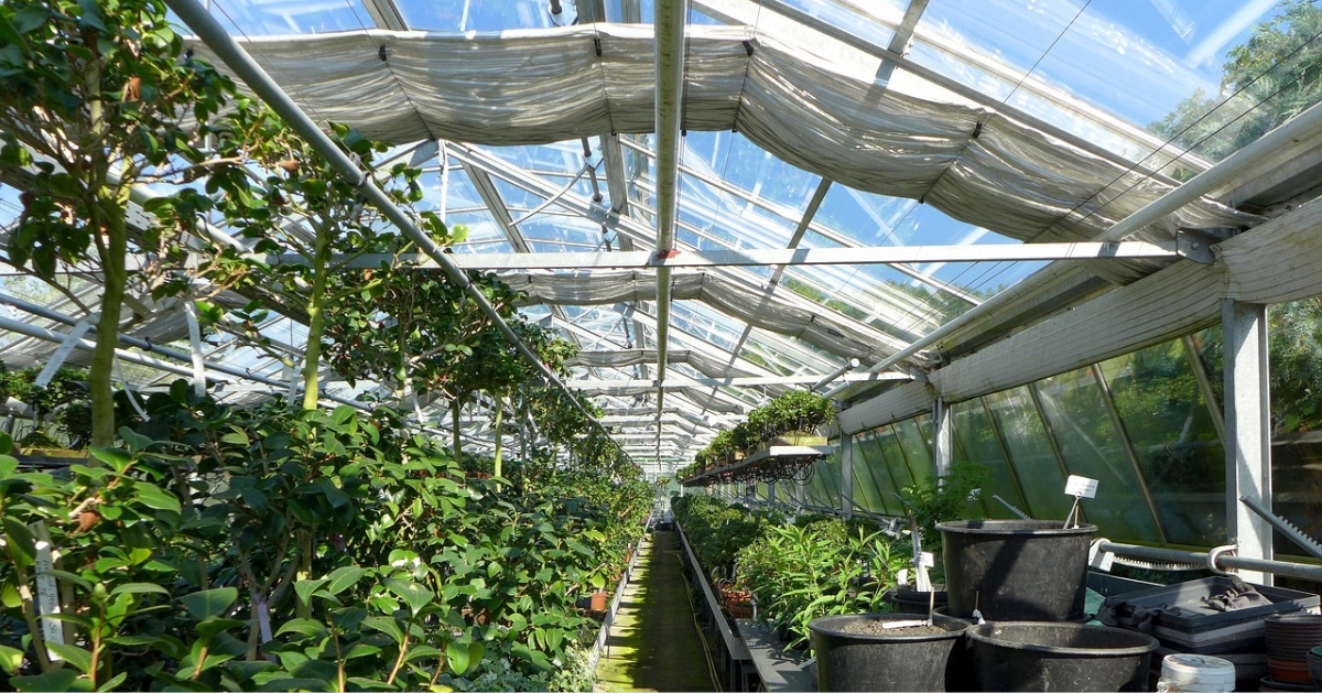An enclosed plan nursery in Ras Al Khaimah