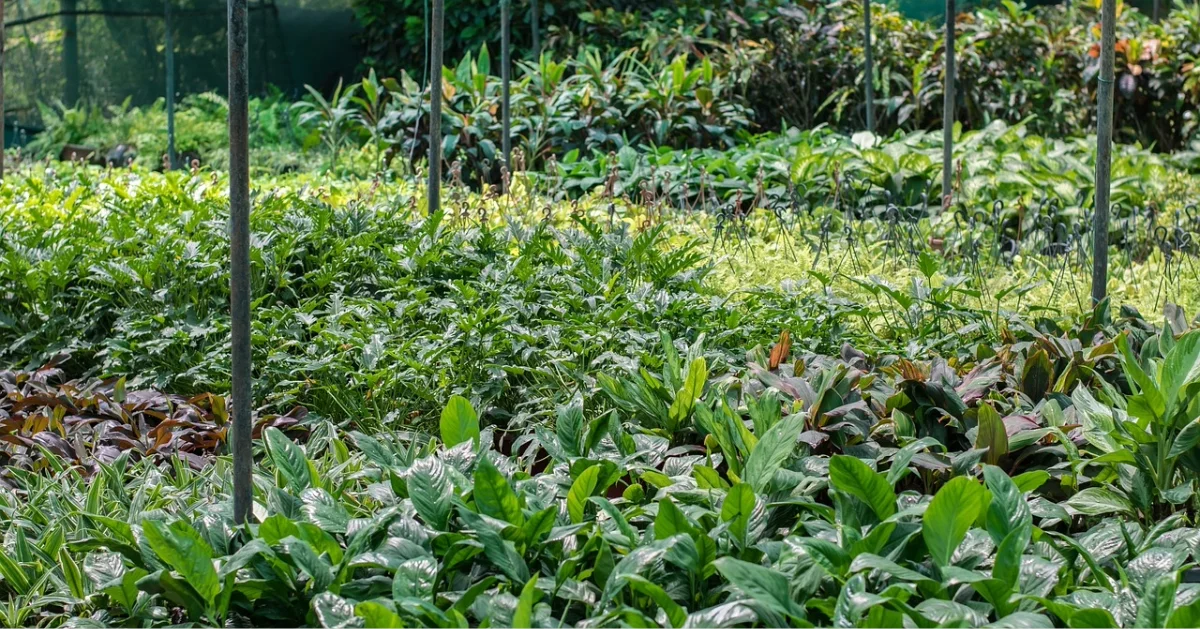 A plant nursery in Ras Al Khaimah, full of plant saplings