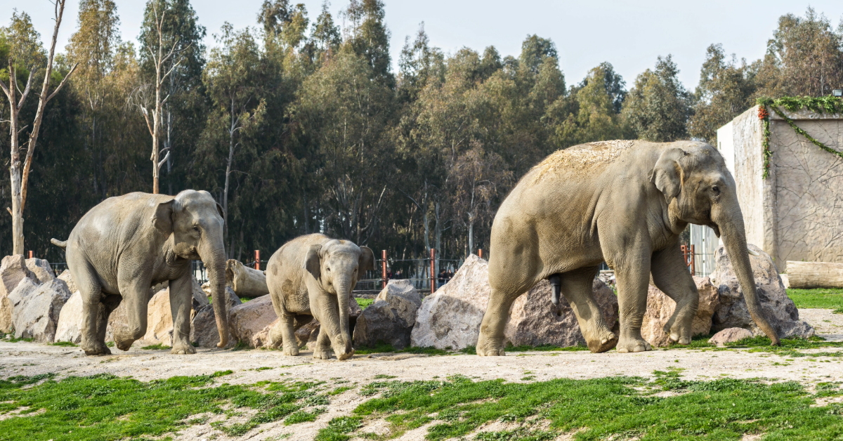elephants in a Safari park