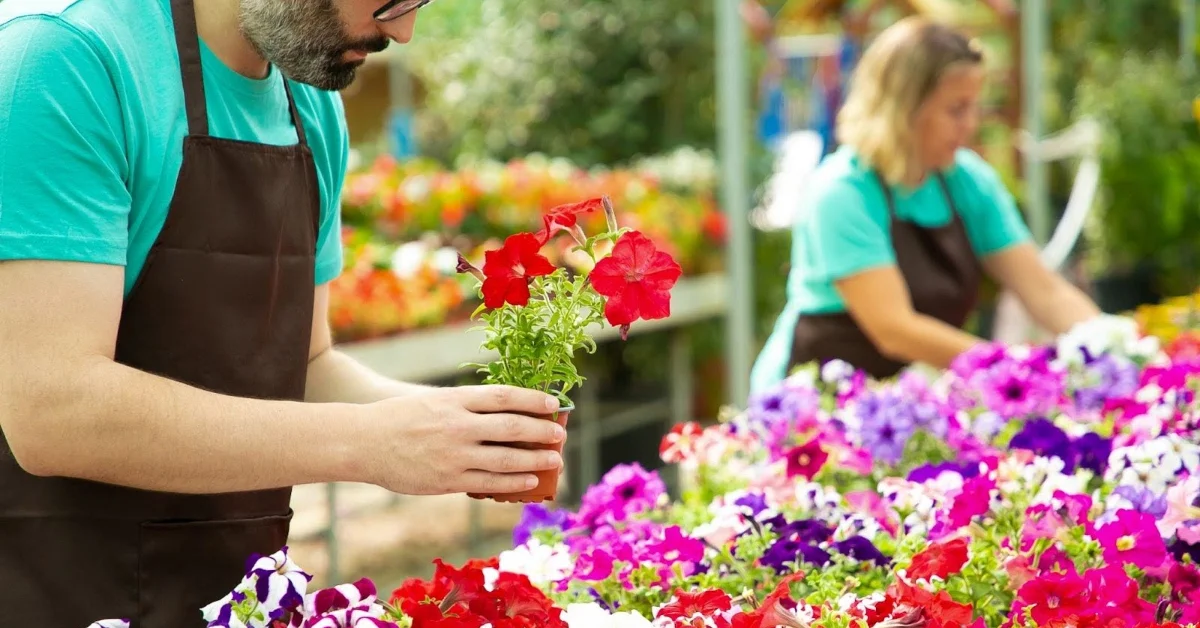 رجل يرتب النباتات داخل دفيئة مليئة بزهور ملوّنة.