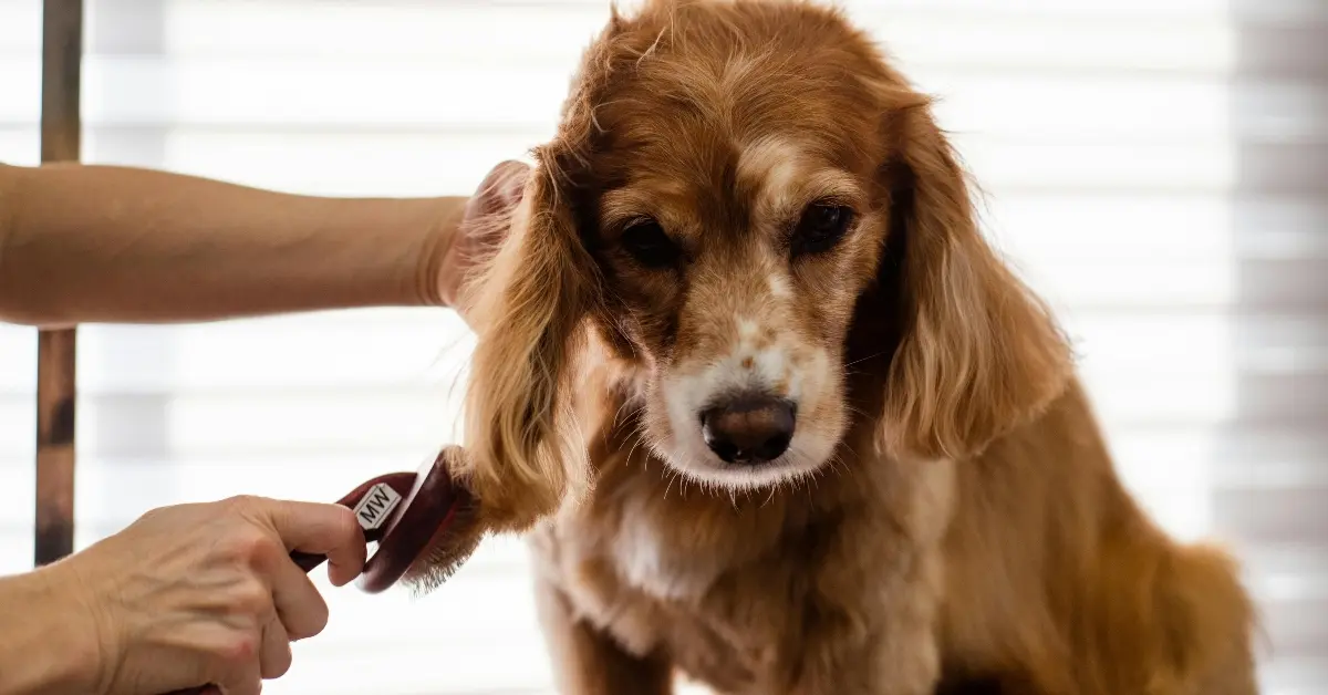 صورة توضح العناية بالحيوانات الأليفة وخدمات تسجيل الحيوانات الأليفة في أبوظبي