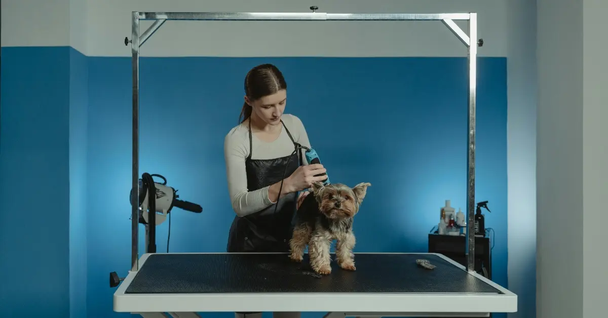 صورة توضح فحص كلب لإجراء تسجيل الحيوانات الأليفة في أبوظبي