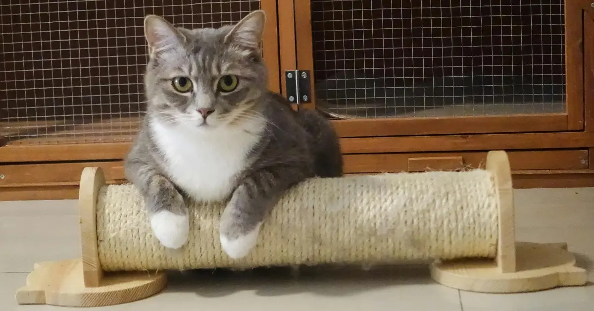 صورة توضيحية لأهمية تسجيل الحيوانات الأليفة في أبوظبي