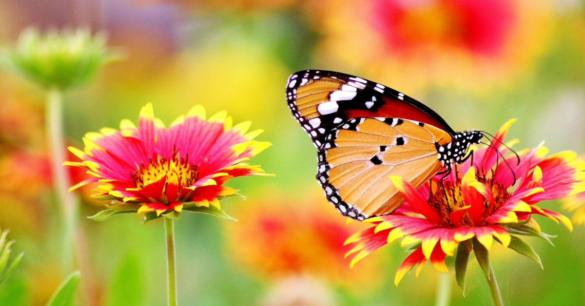 Butterfly perched on a flower