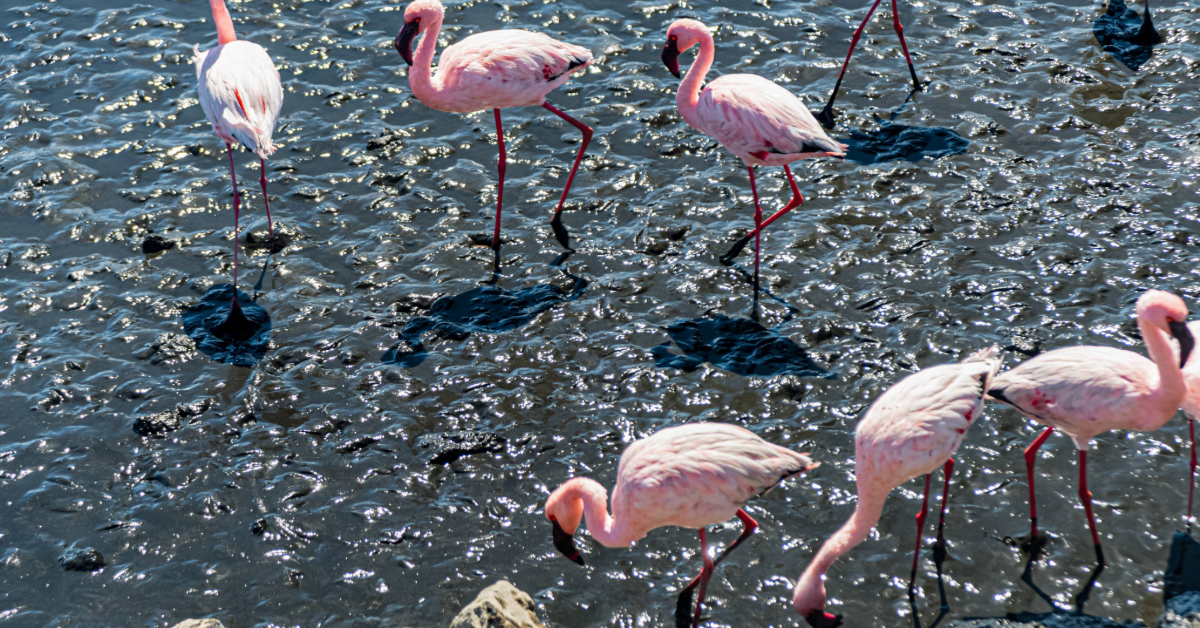 Flamingos at Ras Al Khor