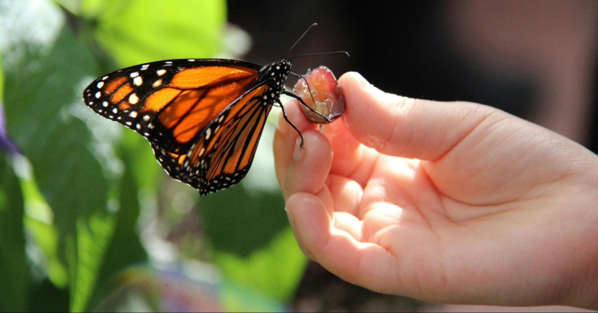 Monarch Butterfly on Kid's Hand