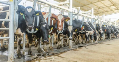 cows eating hay in a modern free livestock stall