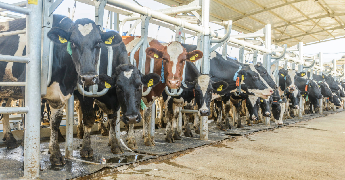 cows eating hay in a modern free livestock stall