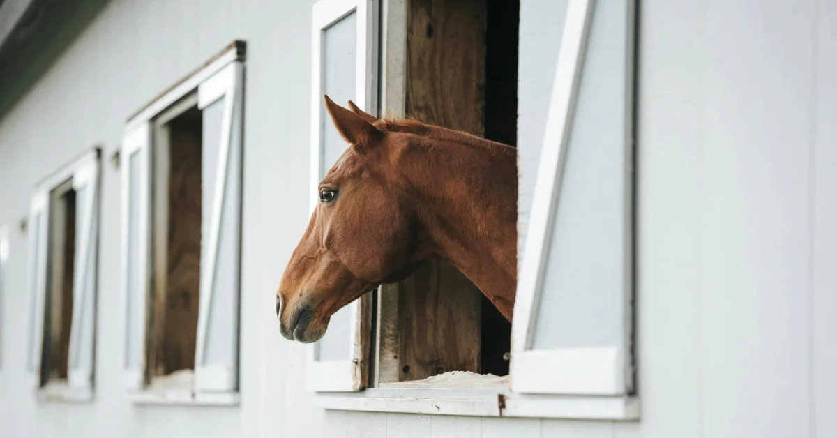Horse in an AC barn