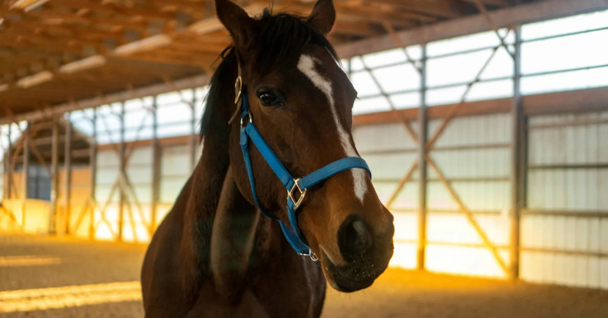Brown horse standing in a stable