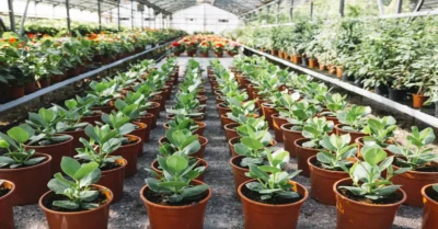 Rows of potted plants in a plant nursery in Sharjah