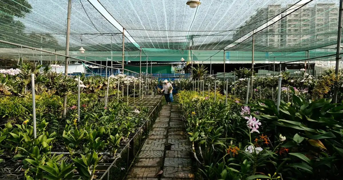 People taking care of plants in a plant nursery in Sharjah