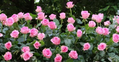 Pink roses at the Al Ain Flower Festival