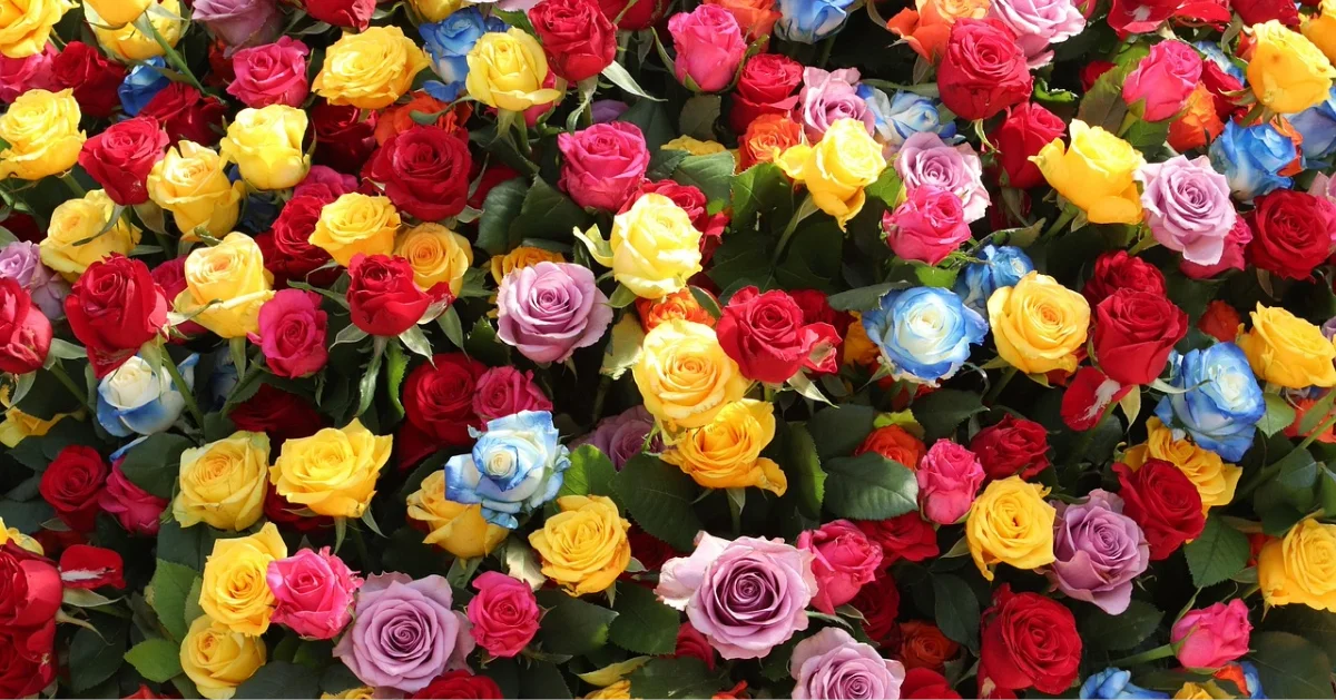 Assortment of flowers at the Al Ain Flower Festival